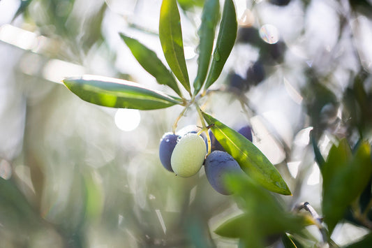 Our Commitment to Sustainability
