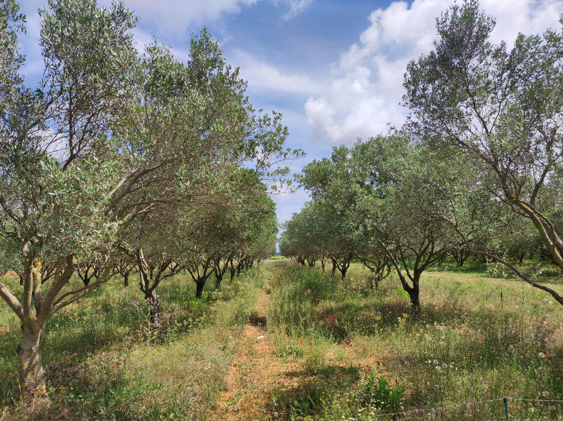 Why is California olive oil special?