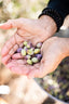 Tree to Table Harvest & Celebration