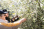 2025 Olive Harvest Celebration