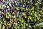 Tree to Table Harvest & Celebration