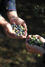 2025 Olive Harvest Celebration
