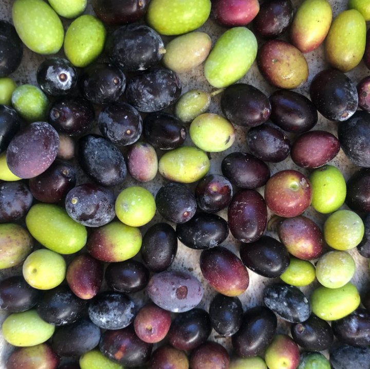 Honey and Olive Oil: A Powerful Duo – Olive This Olive That