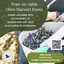Tree to Table Olive Harvest & Celebration - SOLD OUT
